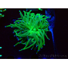WYSIWYG Euphyllia glabrescens Nuclear Fusion (Mariculture acclimaté sous LED) 8D7