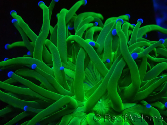 WYSIWYG Euphyllia glabrescens Nuclear Fusion (Mariculture acclimaté sous LED) 8D7