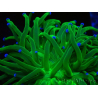 WYSIWYG Euphyllia glabrescens Nuclear Fusion (Mariculture acclimaté sous LED) 8D7