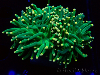 WYSIWYG Euphyllia glabrescens (Marikultur, akklimatisiert unter LED) 8N2