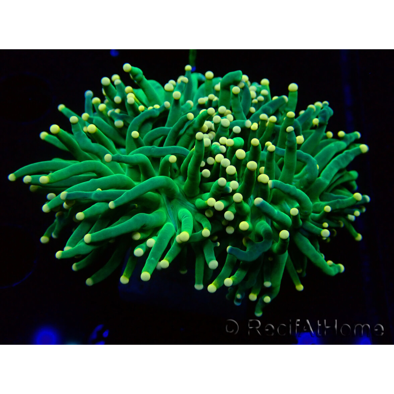 WYSIWYG Euphyllia glabrescens Nuclear Fusion (Mariculture acclimaté sous LED) 8D8