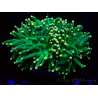 WYSIWYG Euphyllia glabrescens (Mariculture acclimated under LED) 8N2