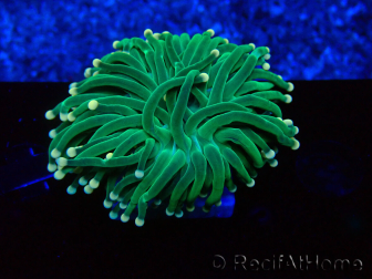WYSIWYG Euphyllia glabrescens(Mariculture acclimaté sous LED) 8E1