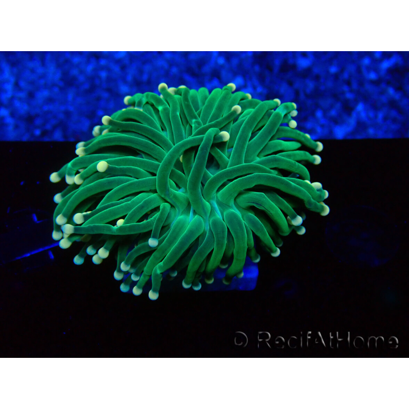 WYSIWYG Euphyllia glabrescens (Marikultur an LED akklimatisiert) 8E1