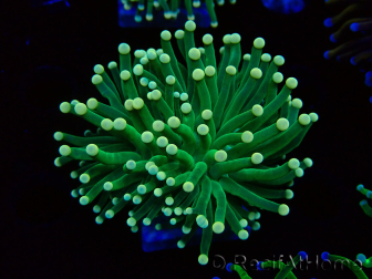 WYSIWYG Euphyllia glabrescens (Mariculture acclimated under LED) 8E2