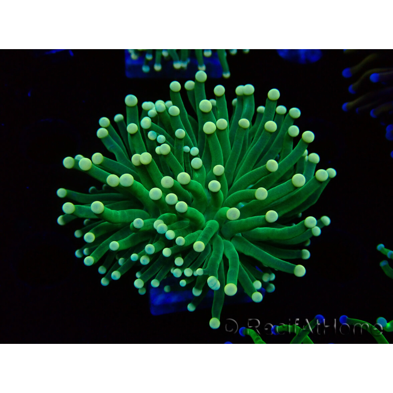 WYSIWYG Euphyllia glabrescens (Mariculture acclimated under LED) 8E2