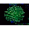 WYSIWYG Euphyllia glabrescens (Mariculture acclimated under LED) 8E2