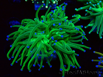 WYSIWYG Euphyllia glabrescens (Maricultura aclimatada bajo LED) 8E3