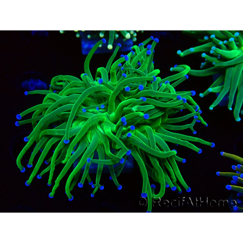 WYSIWYG Euphyllia glabrescens (Aquakultur, akklimatisiert unter LED) 8E3