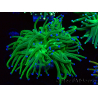 WYSIWYG Euphyllia glabrescens (Maricultura aclimatada bajo LED) 8E3