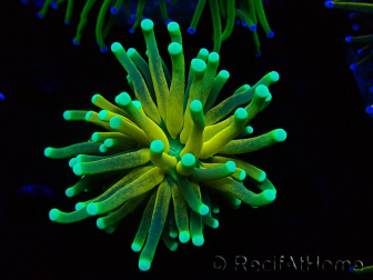 WYSIWYG Euphyllia glabrescens Nuclear Fusion (Mariculture acclimaté sous LED) 8E4