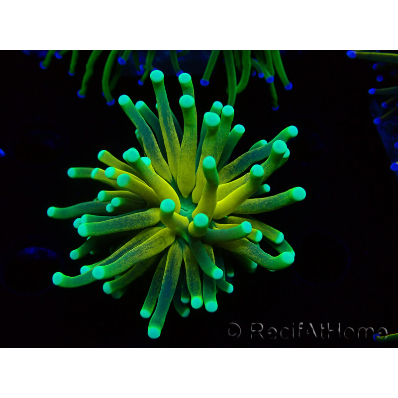 WYSIWYG Euphyllia glabrescens Nuclear Fusion (Mariculture acclimaté sous LED) 8E4