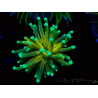 WYSIWYG Euphyllia glabrescens Nuclear Fusion (Maricoltura acclimatata sotto LED) 8E4