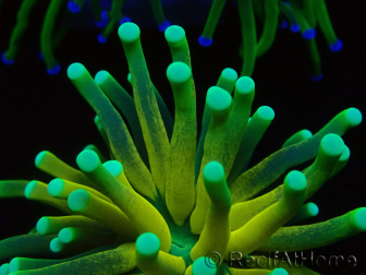 WYSIWYG Euphyllia glabrescens Nuclear Fusion (Maricultura aclimatada bajo LED) 8E4