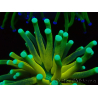 WYSIWYG Euphyllia glabrescens Nuclear Fusion (Marikultur akklimatisiert unter LED) 8E4