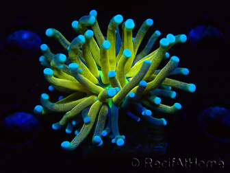WYSIWYG Euphyllia glabrescens TIGER (Mariculture acclimaté sous LED) 8E6