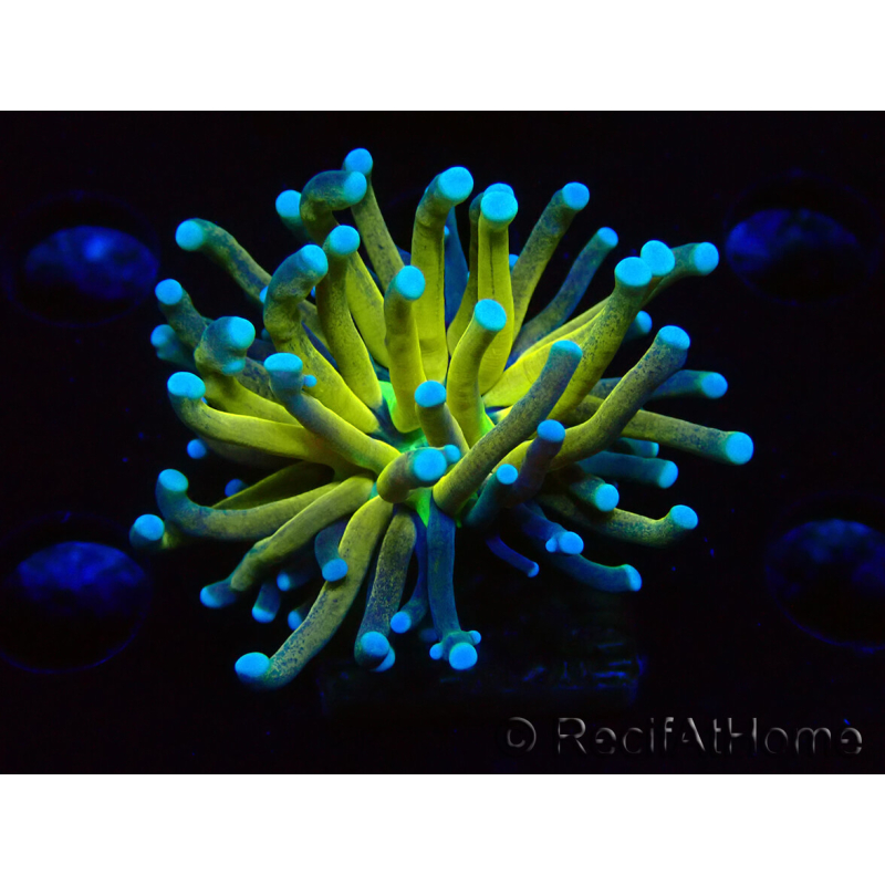 WYSIWYG Euphyllia glabrescens TIGER (Maricoltura acclimatata sotto LED) 8E6
