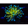 WYSIWYG Euphyllia glabrescens TIGER (Maricoltura acclimatata sotto LED) 8E6