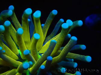 WYSIWYG Euphyllia glabrescens TIGER (Mariculture acclimaté sous LED) 8E6