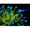 WYSIWYG Euphyllia glabrescens TIGER (Maricultura aclimatada bajo LED) 8E6