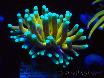 WYSIWYG Euphyllia glabrescens (Maricultured acclimated under LED) 8N3
