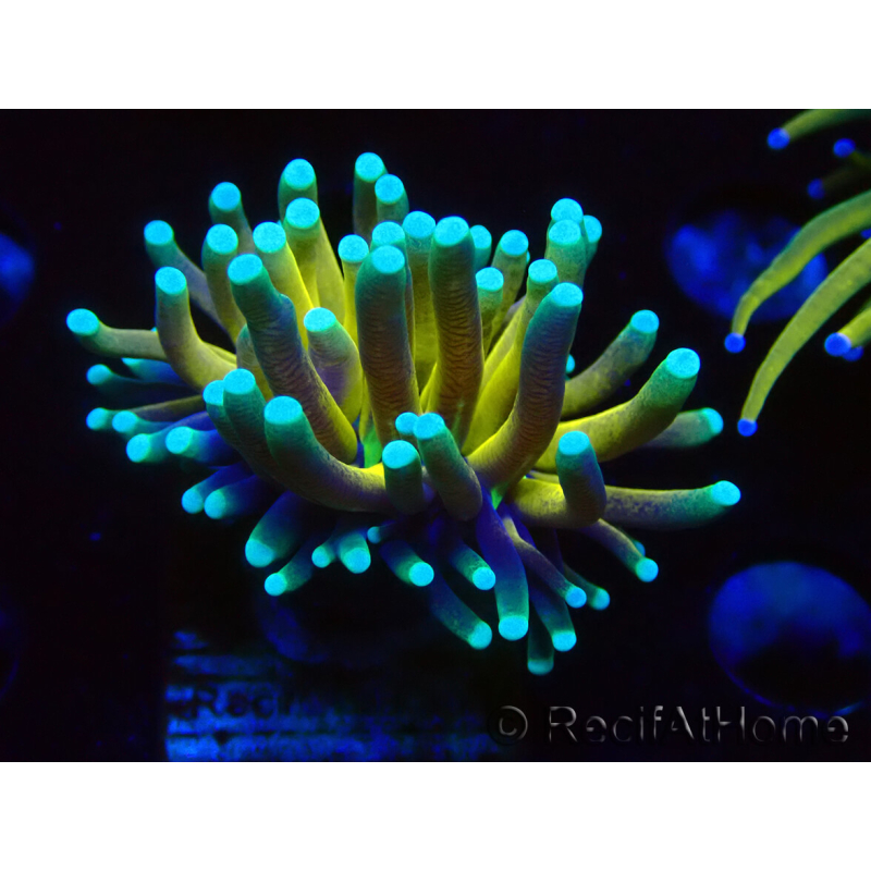 WYSIWYG Euphyllia glabrescens Nuclear Fusion (Mariculture acclimaté sous LED) 8E7