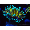 WYSIWYG Euphyllia glabrescens (Maricultured acclimated under LED) 8N3