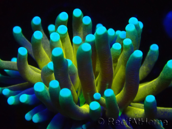 WYSIWYG Euphyllia glabrescens Nuclear Fusion (Mariculture acclimaté sous LED) 8E7