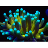 WYSIWYG Euphyllia glabrescens (Maricultured acclimated under LED) 8N3