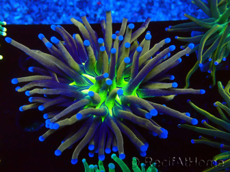 WYSIWYG Euphyllia glabrescens (Maricultura aclimatada bajo LED) 8N4