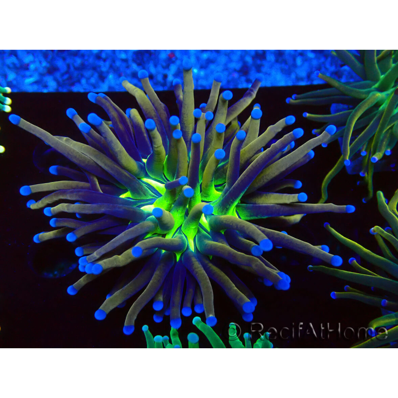 WYSIWYG Euphyllia glabrescens (Mariculture acclimaté sous LED) 8E8