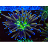 WYSIWYG Euphyllia glabrescens (Mariculture acclimaté sous LED) 8E8