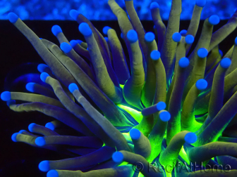 WYSIWYG Euphyllia glabrescens (Mariculture acclimaté sous LED) 8E8