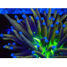 WYSIWYG Euphyllia glabrescens (Mariculture acclimaté sous LED) 8E8