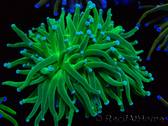 WYSIWYG Euphyllia glabrescens TIGER (Mariculture acclimated under LED) 8F1