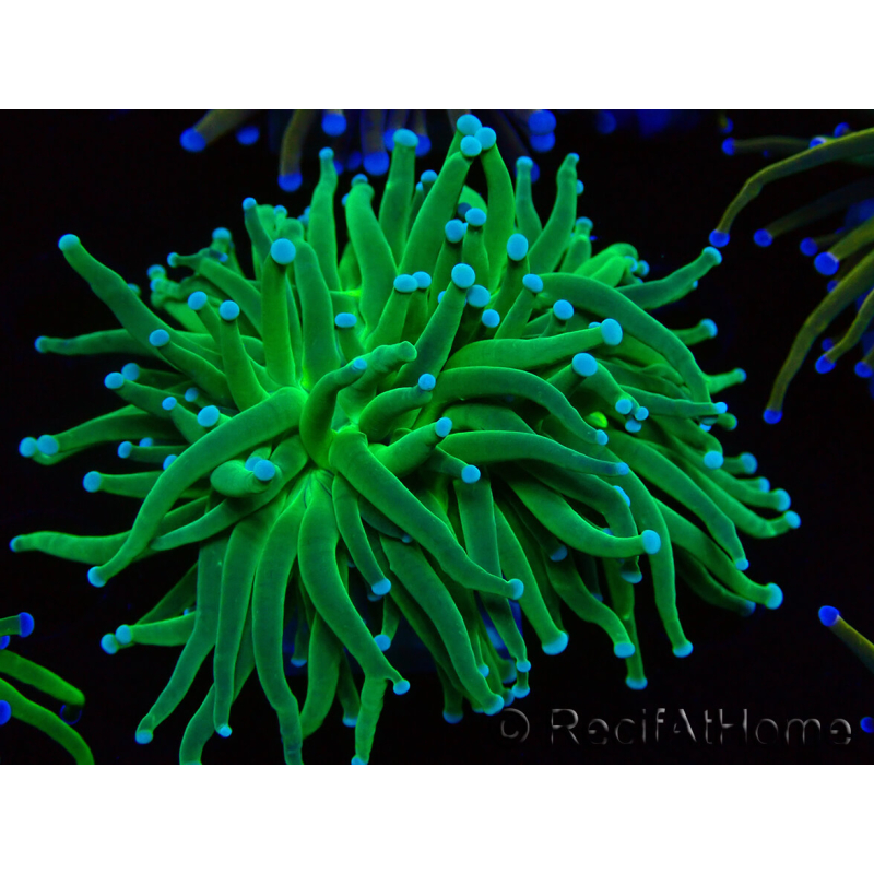 WYSIWYG Euphyllia glabrescens TIGER (Maricultura aclimatada bajo LED) 8F1
