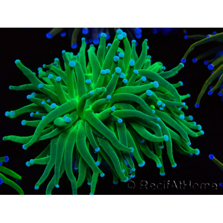 WYSIWYG Euphyllia glabrescens TIGER (Maricultura acclimatata sotto LED) 8F1