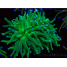 WYSIWYG Euphyllia glabrescens TIGER (Mariculture acclimated under LED) 8F1