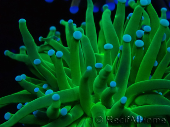 WYSIWYG Euphyllia glabrescens TIGER (Marikultur an LED-Licht gewöhnt) 8F1