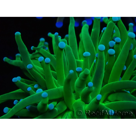 WYSIWYG Euphyllia glabrescens TIGER (Maricultura acclimatata sotto LED) 8F1