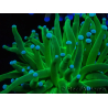 WYSIWYG Euphyllia glabrescens TIGER (Maricultura aclimatada bajo LED) 8F1