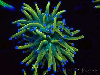 WYSIWYG Euphyllia glabrescens Nuclear Fusion (Mariculture acclimaté sous LED) 8F2