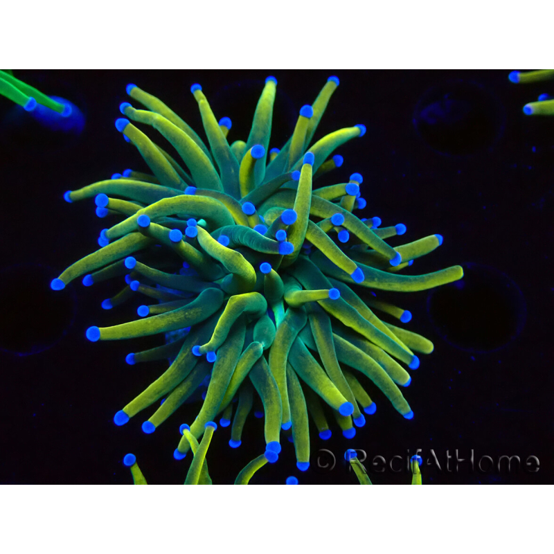 WYSIWYG Euphyllia glabrescens Nuclear Fusion (Marikultur unter LED akklimatisiert) 8F2