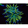 WYSIWYG Euphyllia glabrescens Nuclear Fusion (Marikultur unter LED akklimatisiert) 8F2