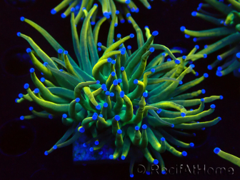 WYSIWYG Euphyllia glabrescens Super Bright (Maricultura aclimatada bajo LED) 8F4