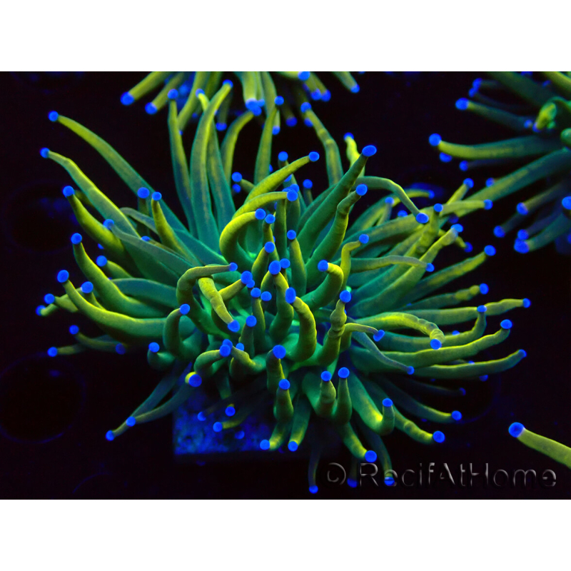 WYSIWYG Euphyllia glabrescens Super Bright (Mariculture acclimaté sous LED) 8F4