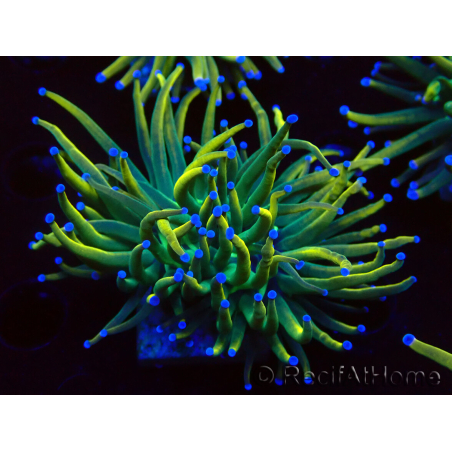 WYSIWYG Euphyllia glabrescens Super Bright (Mariculture acclimated under LED) 8F4