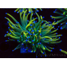 WYSIWYG Euphyllia glabrescens Super Bright (Mariculture acclimaté sous LED) 8F4