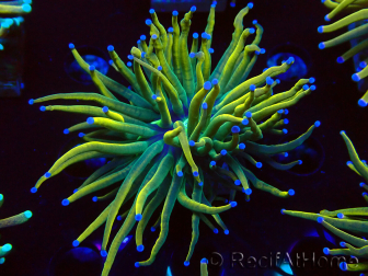 WYSIWYG Euphyllia glabrescens (Mariculture acclimated under LED) 8F5