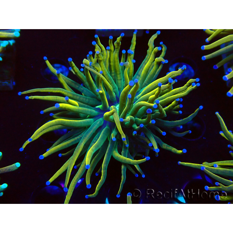 WYSIWYG Euphyllia glabrescens (Maricultura aclimatada bajo LED) 8F5